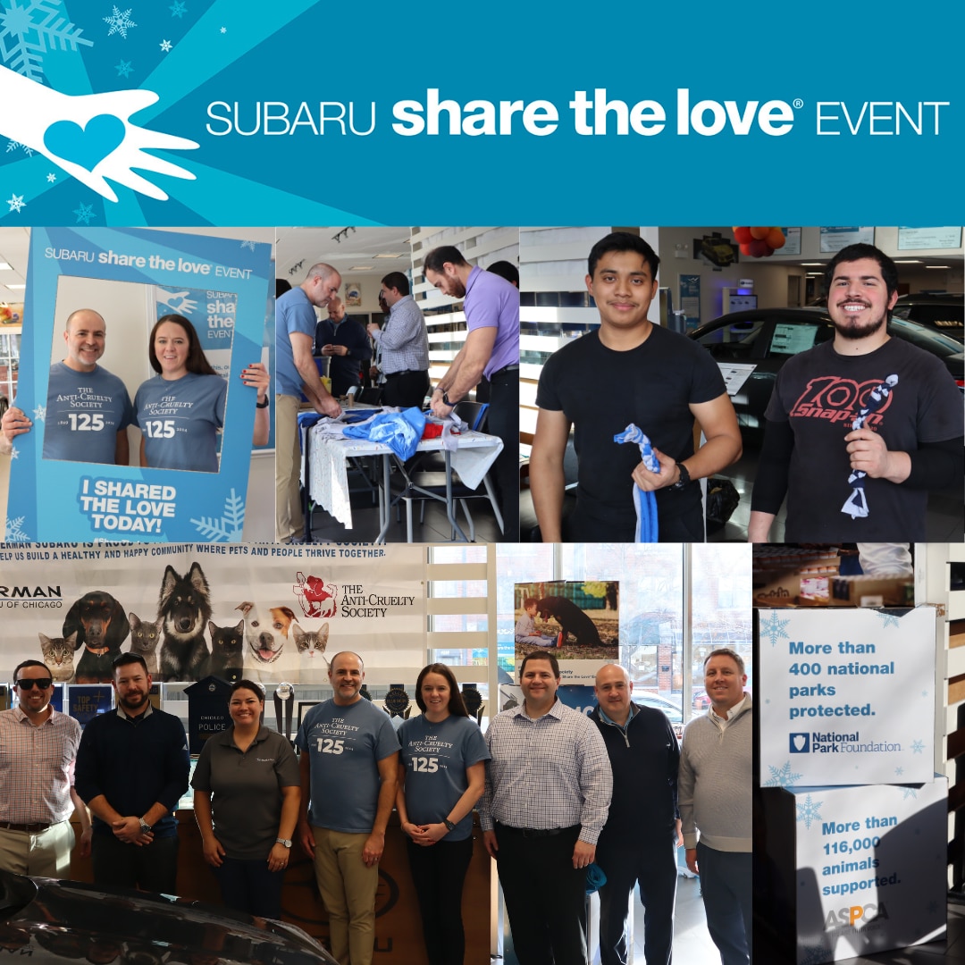 Share the love collage.png