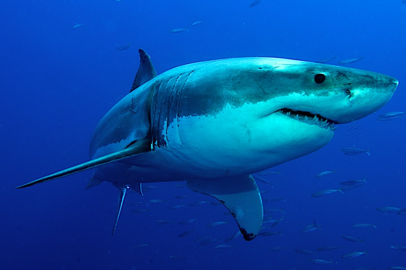 Shark Exhibit
