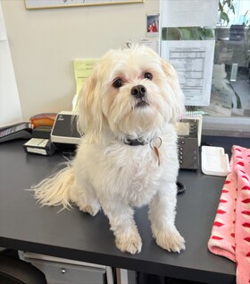 Staff member Duke from ID_eb1aad
