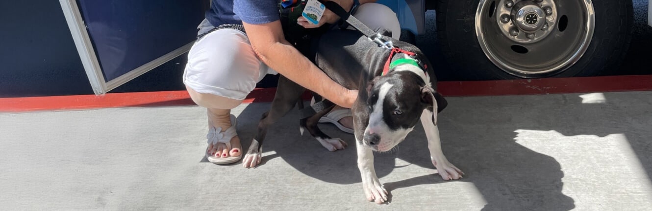 MCACC And Subaru Loves Pets Event