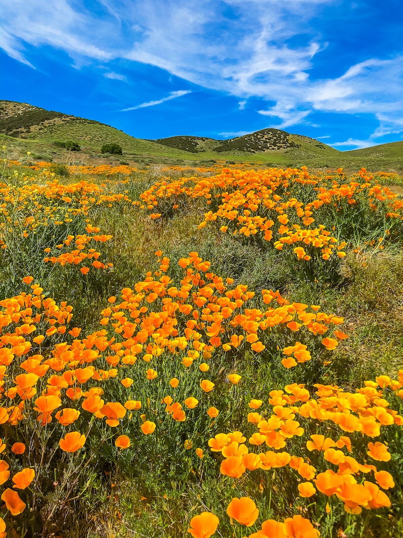 antelope-valley-poppy-reserve-1.jpg