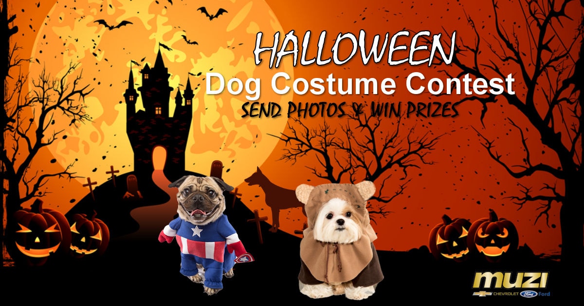 muzi mutts dog halloween costume contest