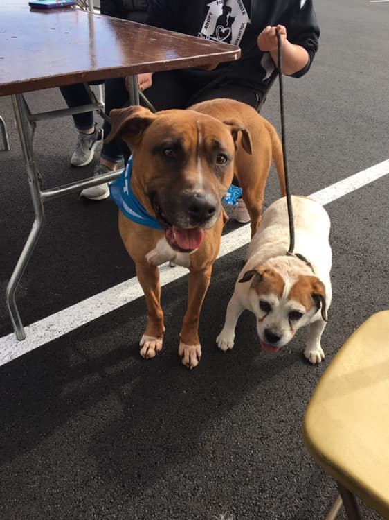 Napleton's Auto Park of Urbana Pet Adoption Event