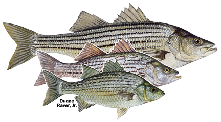 Hybrid or white bass