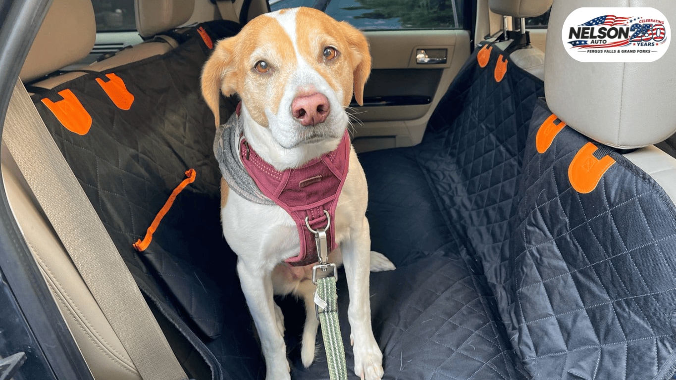 Accessories - Dog seat cover