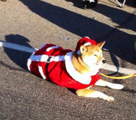 dog.jpg