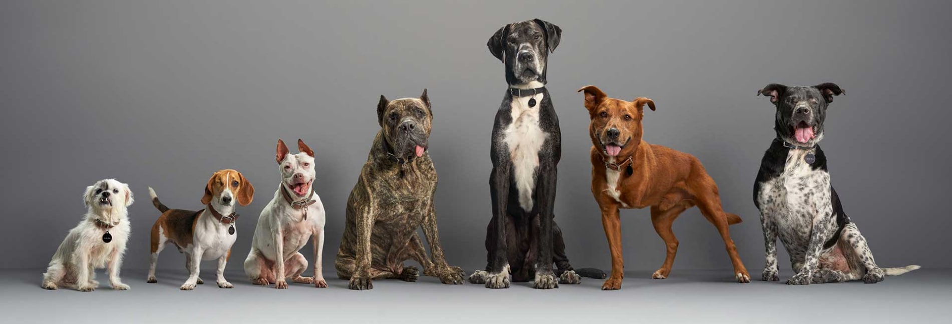 Dogs of New Motors