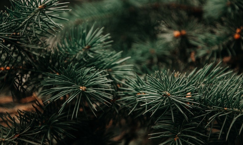 How To Tie Down Your Christmas Tree To The Roof Of Your Car North Shore Honda