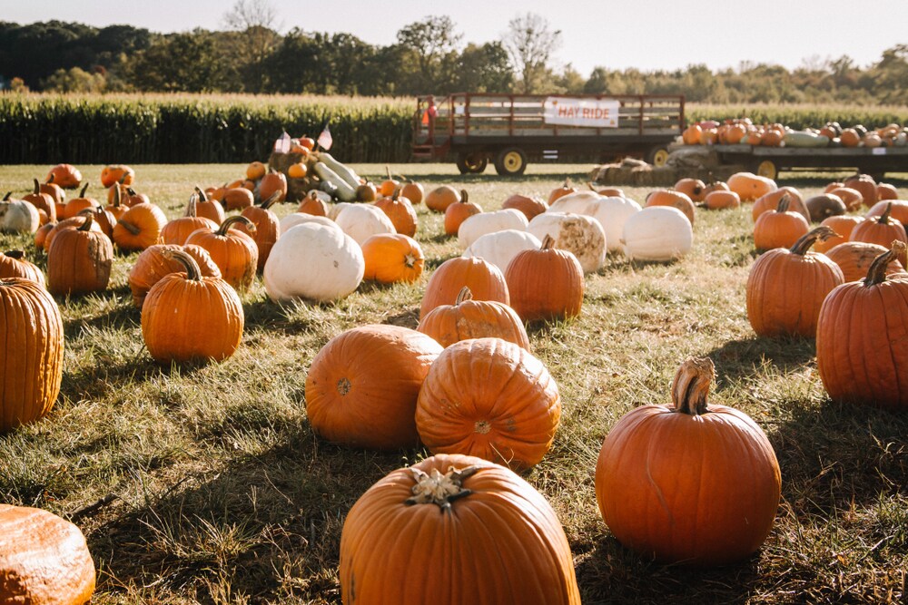 edmond ok pumpkin patch