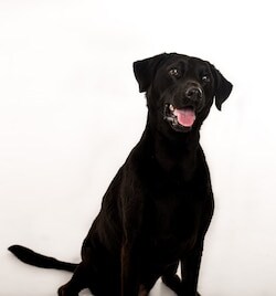 Staff member Hurley from ID_ffc115