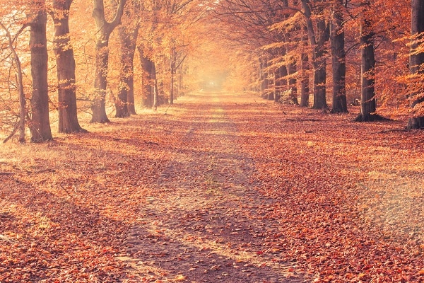 Autumn