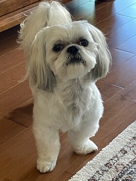 Staff member Charlie Della Casa from d2126ecd240a