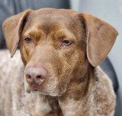 Staff member Ruger from c5d5c2cb6de9