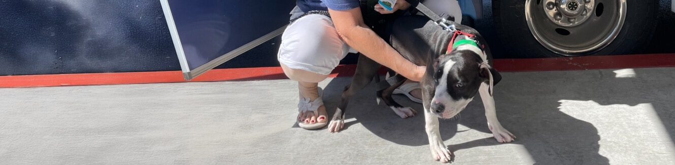 MCACC And Subaru Loves Pets Event