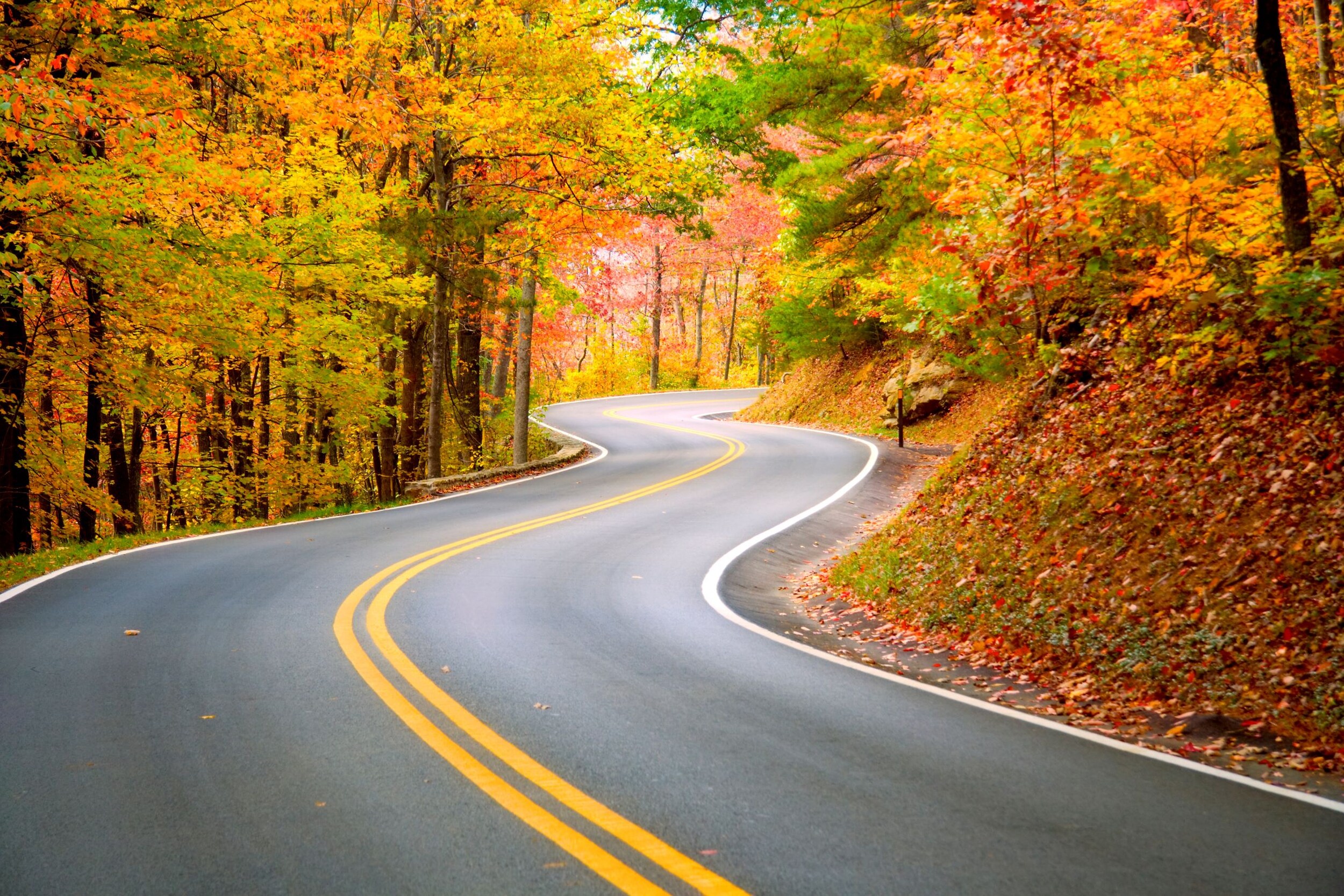A winding road through a forest in Fall.