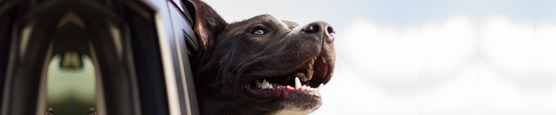 Smiling happy dog with head out the car window floppy ears blowing in the wind
