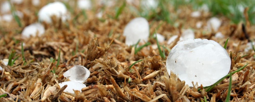Hailstones sitting on some grass shortly after a hail storm with sizes ranging from small to large