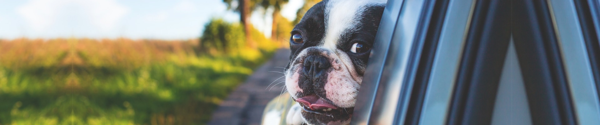 Small french bulldog puppy enjoying the breeze hanging outside a car window