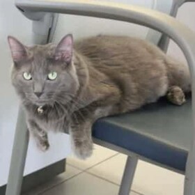 Staff member "Wheels" The Cat from 80b800f546e0