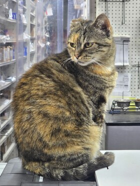 Staff member Momma Cat from ID_e91ef4d407d0