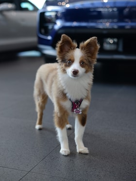 Staff member Potato from ID_055a506c9af6