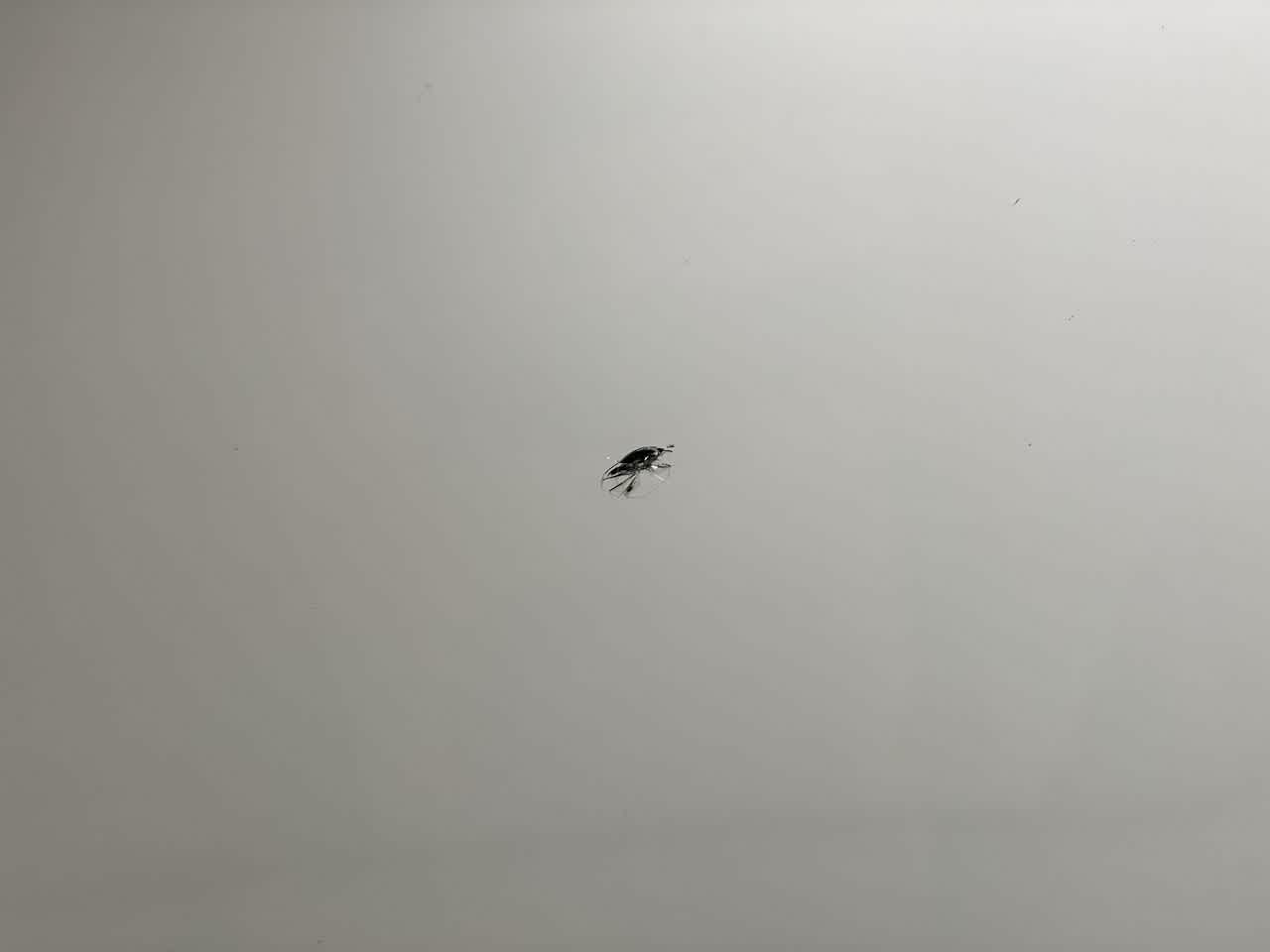 Thumbnail: 2021 Audi Q5 - 37