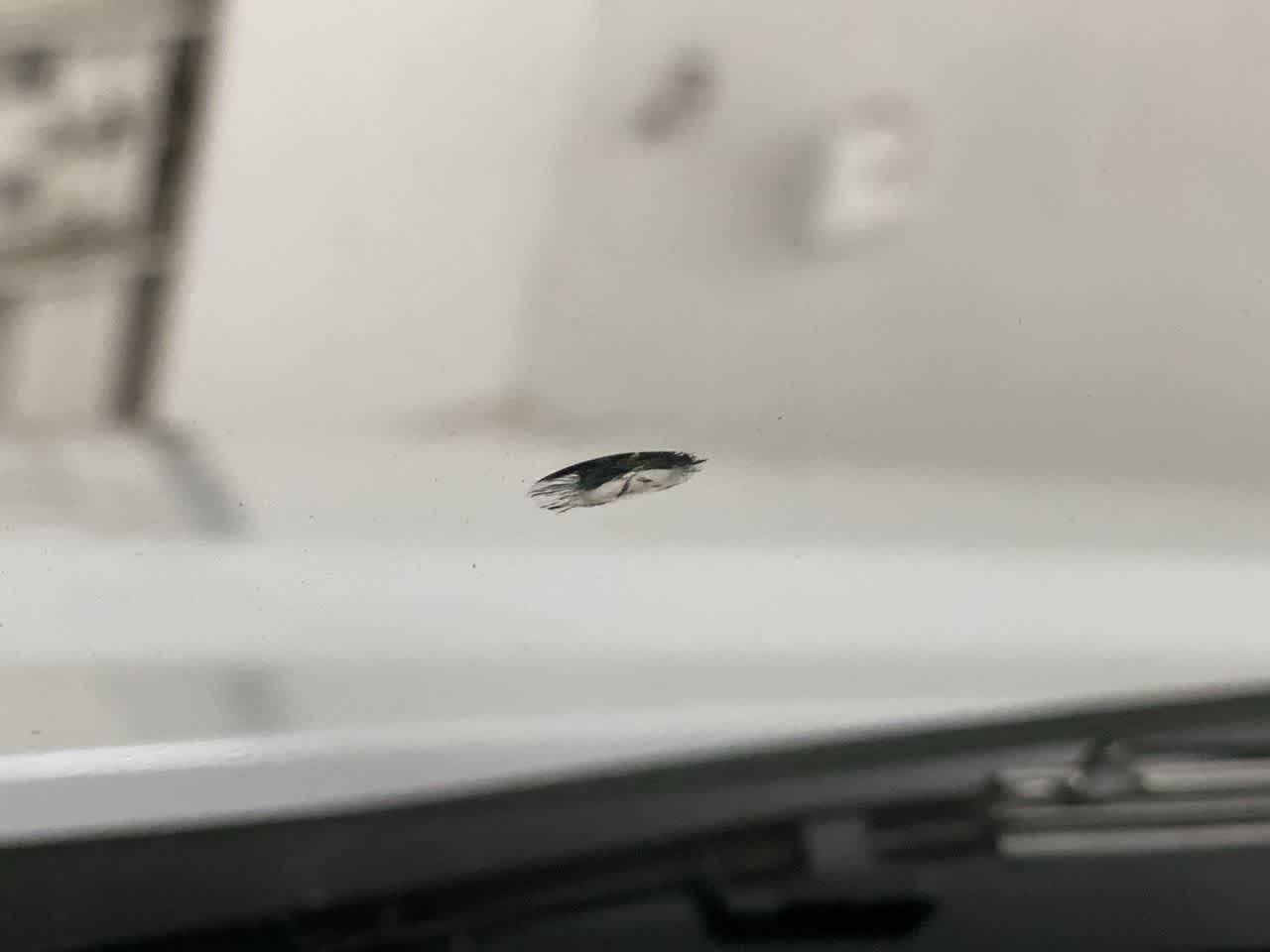 Thumbnail: 2025 Chevrolet Express - 28