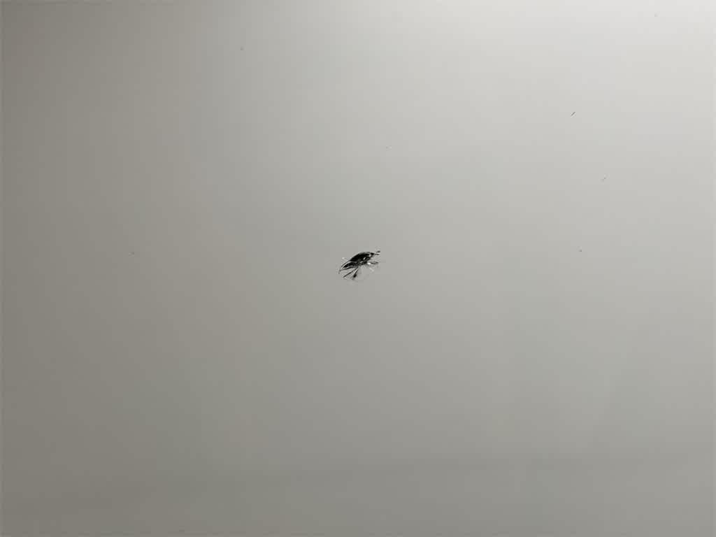 Thumbnail: 2021 Audi Q5 - 37