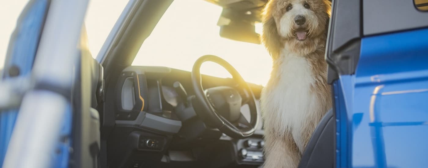 A dog is shown sitting in the front seat of a 2024 Ford Bronco after leaving a Ford dealer near Queens.