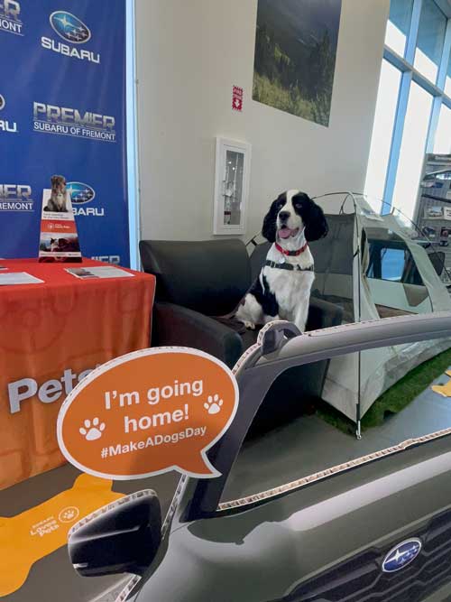 pet-3.jpg