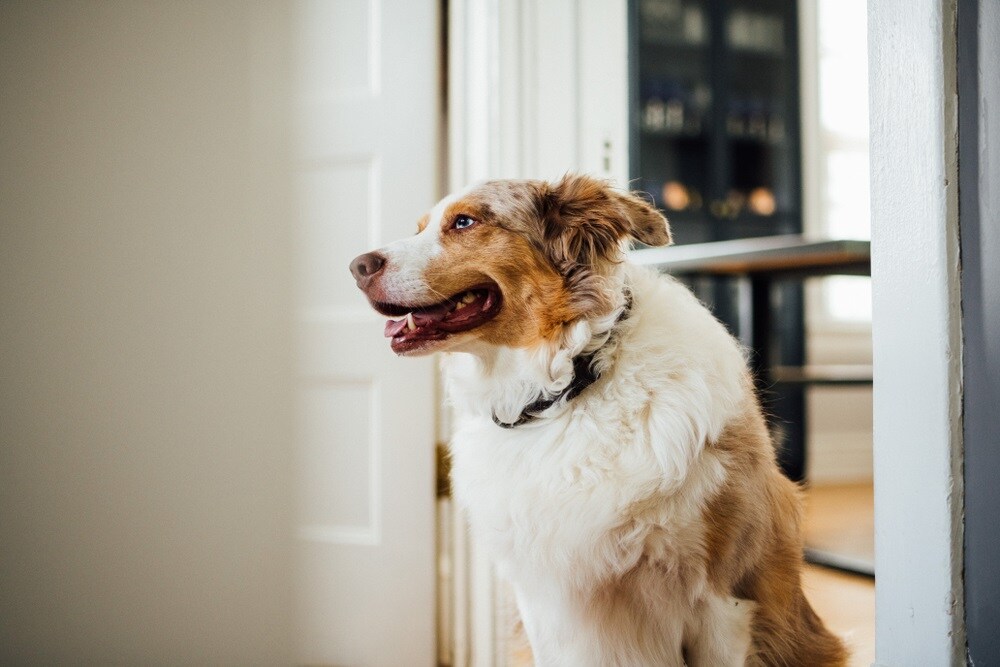 Best Dog Sitters North Miami FL Audi North Miami