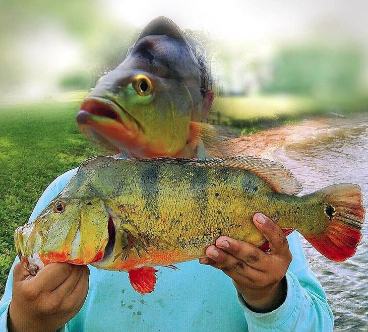 peacock bass