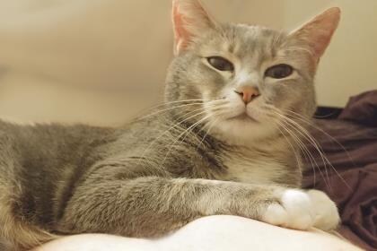 Adoptable Pets Of The Month Prestige Subaru