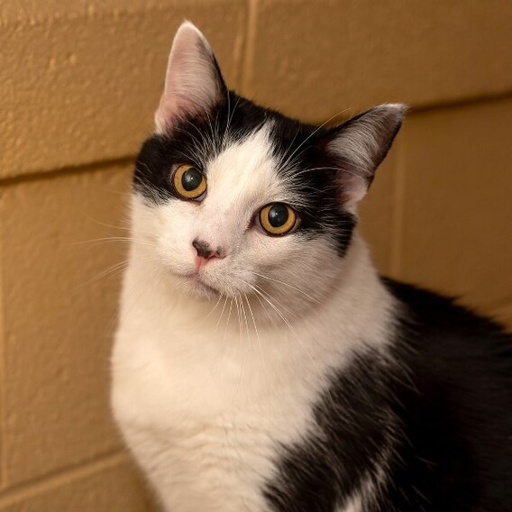 Adoptable Pets Of The Month Prestige Subaru