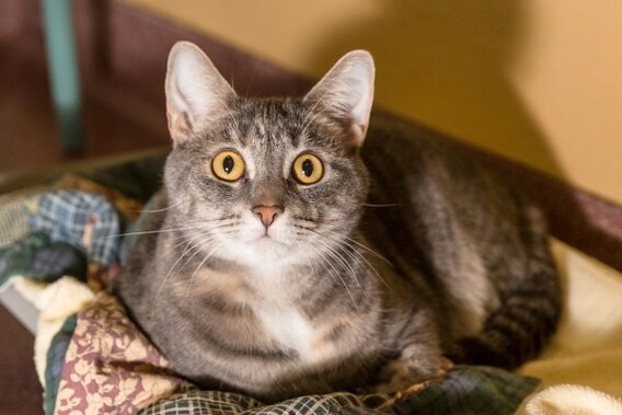 Adoptable Pets Of The Month Prestige Subaru