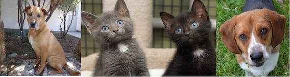 Black Cat Rescue In Boston, Massachusetts: Animal Shelter For Pets — Animal  Hearted Apparel