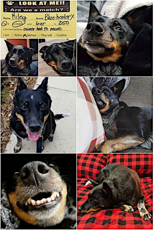 composite_Riley.jpg