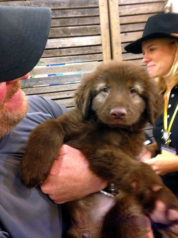 Simple Solutions To Reduce Dog Mud In Your Yard - My Brown Newfies