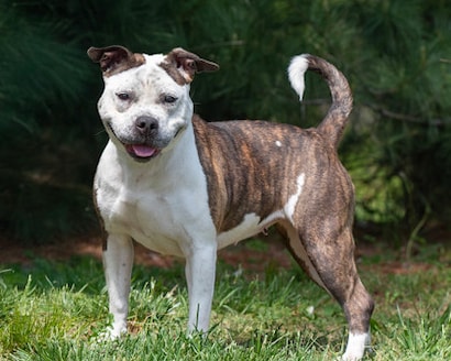 SITEBUILDER_LIVE_LOVE_RESCUE_1_MEDIA_GALLERY1_TITLE_1981796181