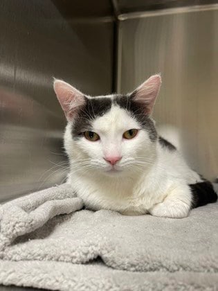 SITEBUILDER_LIVE_LOVE_RESCUE_1_MEDIA_GALLERY1_TITLE_1823714302