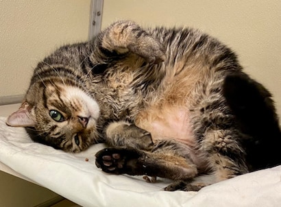 Boo: 10-year-old, front declawed male