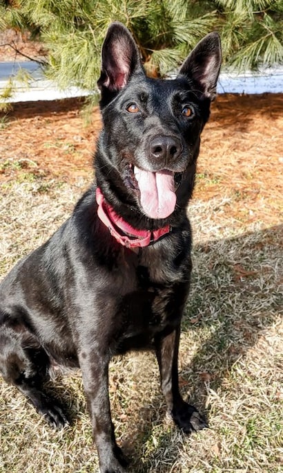 Sam: 5-year- old Belgian Malinois