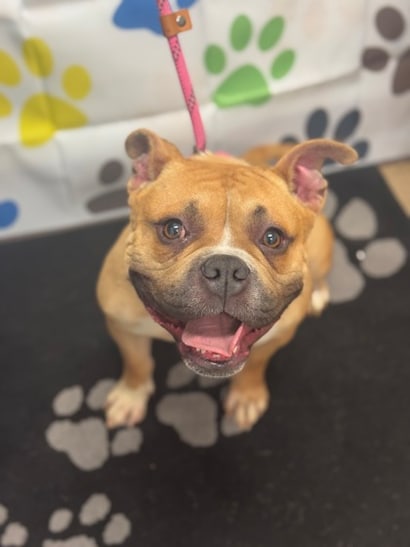 SITEBUILDER_LIVE_LOVE_RESCUE_1_MEDIA_GALLERY1_TITLE_423260507