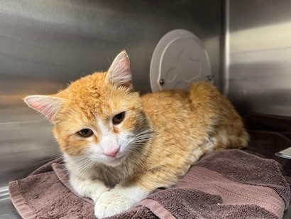Juice: 5-year-old orange and white domestic shorthair