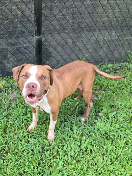 Live Love Rescue | Prestige Subaru of Turnersville NJ