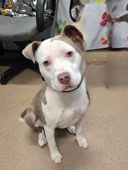 SITEBUILDER_LIVE_LOVE_RESCUE_1_MEDIA_GALLERY1_TITLE_1127470161