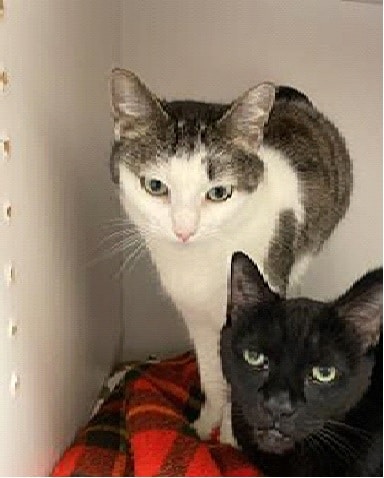 Sammy & Emma the cats