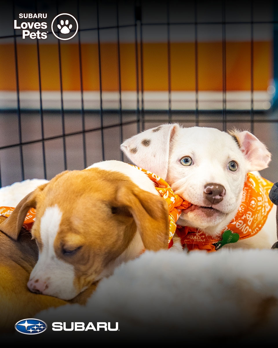 Dogs with Subaru car toy, demonstrating the best cars for dogs