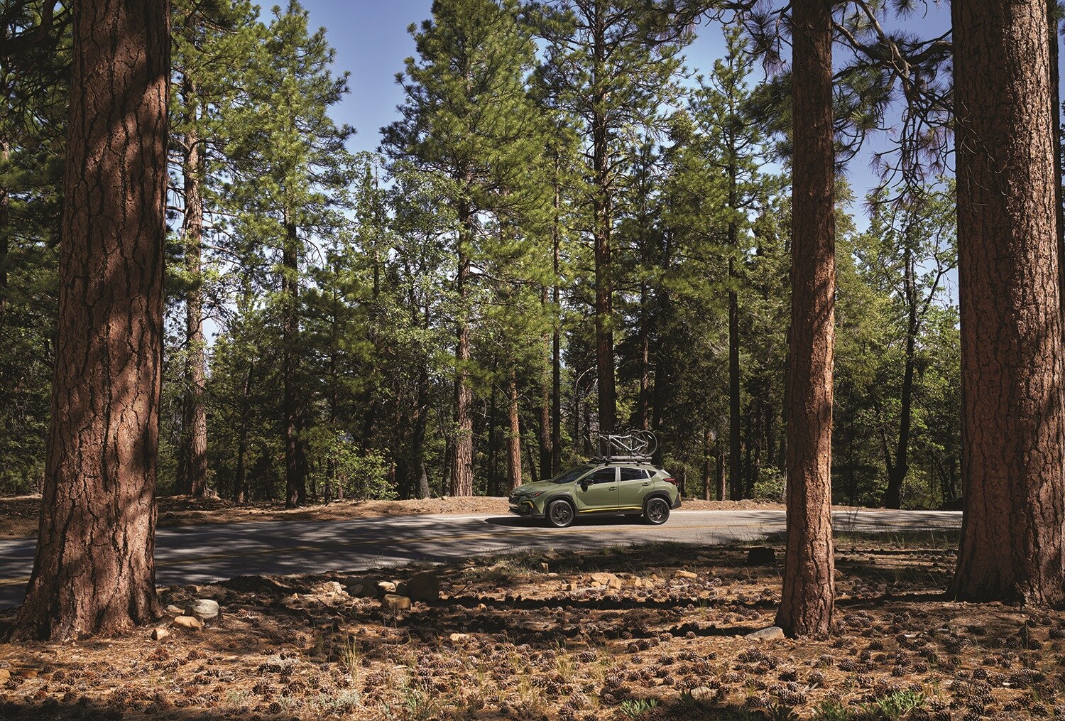 Crosstrek in the Woods.jpg