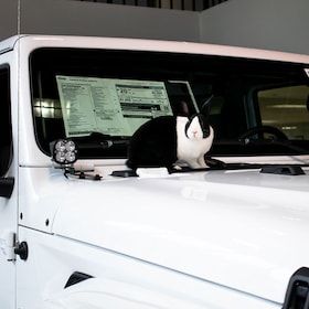 Staff member Ramsey the Rabbit from ID_9828ba9b1ff9